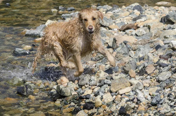 Honing Kleur Gouden Retriever Die Zwemt Loopt Speelt Een Klein — Stockfoto