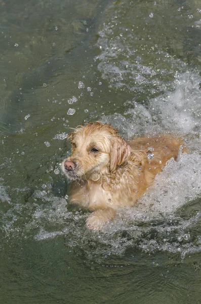 Color Miel Golden Retriever Que Nada Corre Juega Pequeño Lago —  Fotos de Stock