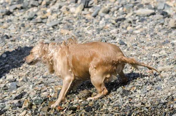 Yüzen Koşan Küçük Bir Gölde Oynayan Bal Rengi Golden Retriever — Stok fotoğraf