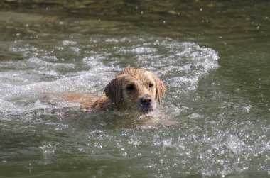 Yüzen, koşan ve küçük bir gölde oynayan bal rengi Golden Retriever