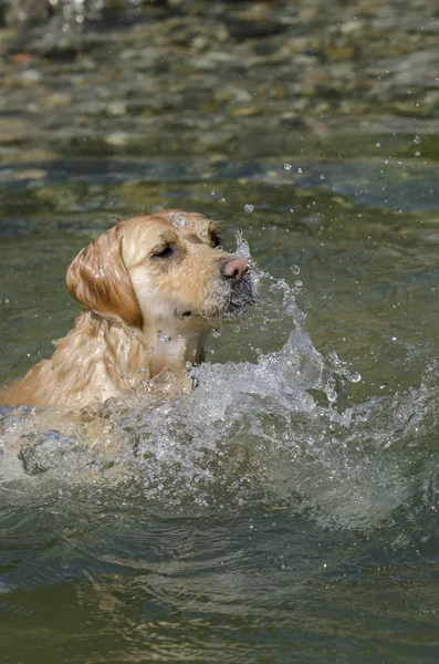 Honing Kleur Gouden Retriever Die Zwemt Loopt Speelt Een Klein — Stockfoto