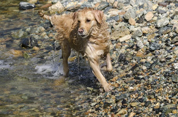 Yüzen Koşan Küçük Bir Gölde Oynayan Bal Rengi Golden Retriever — Stok fotoğraf