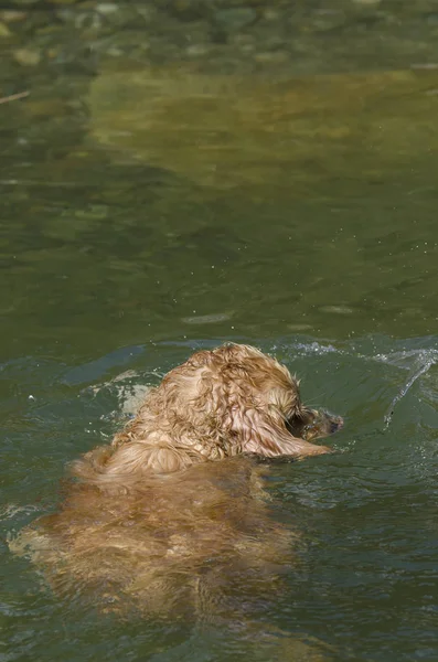 蜂蜜色的金黄色猎犬 在一个小湖中游泳 跑步和玩耍 — 图库照片