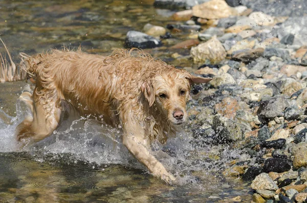 Honing Kleur Gouden Retriever Die Zwemt Loopt Speelt Een Klein — Stockfoto