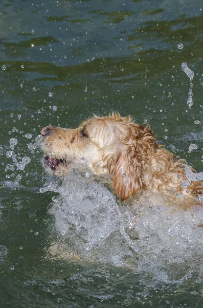 Warna Madu Golden Retriever Yang Berenang Berlari Dan Bermain Sebuah — Stok Foto