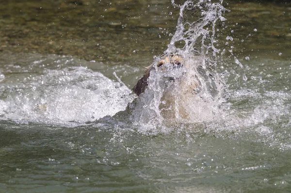 蜂蜜色的金黄色猎犬 在一个小湖中游泳 跑步和玩耍 — 图库照片