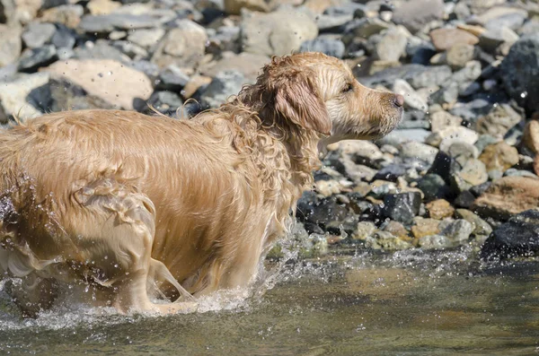 Honey Color Golden Retriever Swims Runs Plays Little Lake — Stock Photo, Image