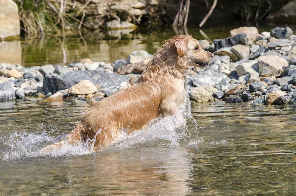 Honing Kleur Gouden Retriever Die Zwemt Loopt Speelt Een Klein — Stockfoto