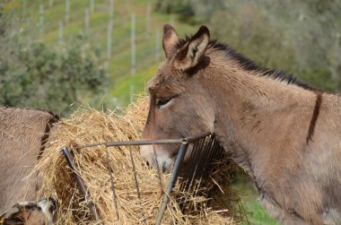 İtalya 'daki Toskana çiftliğindeki bir çayırda Amiata' dan Haçlı eşeği.