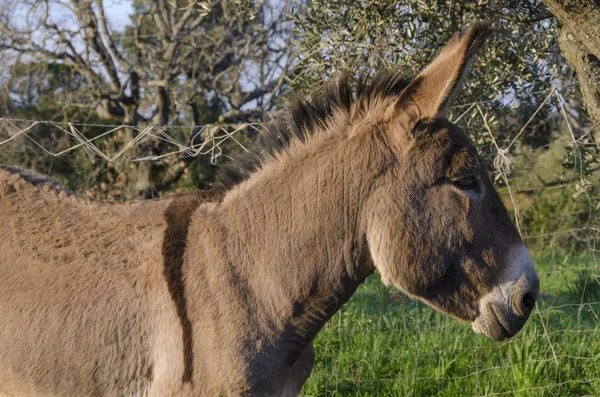 意大利一个叫阿米阿塔的农场里 十字军的驴子在草地上 — 图库照片