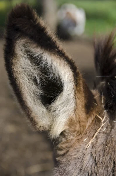 Âne Croisé Amiata Sur Une Prairie Dans Une Ferme Toscane — Photo