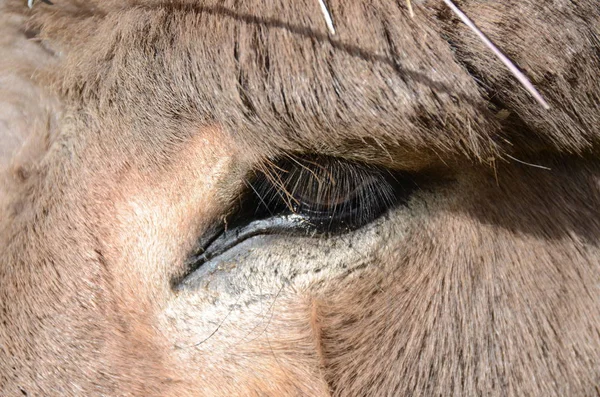 Burro Cruzado Amiata Prado Uma Fazenda Toscana Itália — Fotografia de Stock