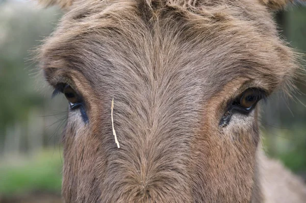 Âne Croisé Amiata Sur Une Prairie Dans Une Ferme Toscane — Photo