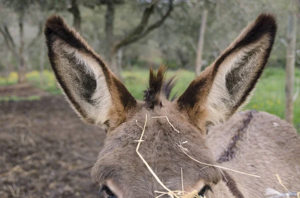 Âne Croisé Amiata Sur Une Prairie Dans Une Ferme Toscane — Photo