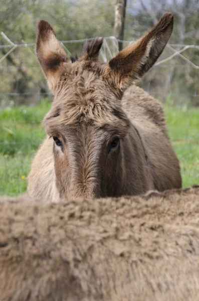 Âne Croisé Amiata Sur Une Prairie Dans Une Ferme Toscane — Photo