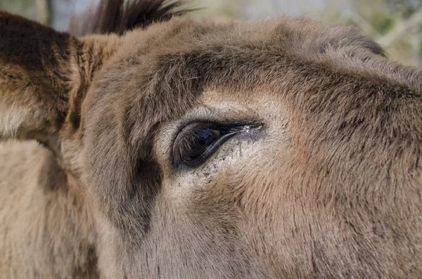 Âne Croisé Amiata Sur Une Prairie Dans Une Ferme Toscane — Photo