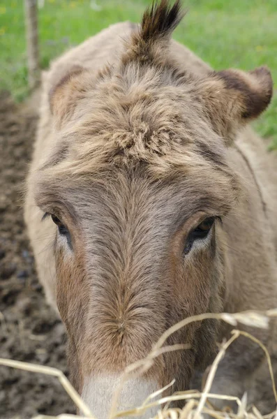 Crusader Donkey Amiata Meadow Tuscany Farm Italy — ストック写真