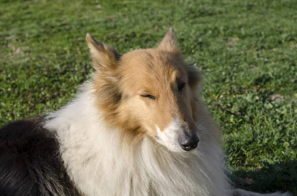 Collie Sur Herbe Toscane Italie — Photo