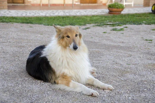 Collie Füvön Toszkánában Olaszországban — Stock Fotó