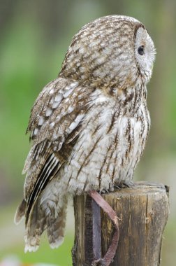 Tawny baykuşu, İtalya 'da yırtıcı kuşun gece kuşu