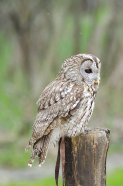 Tawny baykuşu, İtalya 'da yırtıcı kuşun gece kuşu
