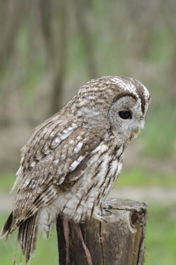 Tawny baykuşu, İtalya 'da yırtıcı kuşun gece kuşu