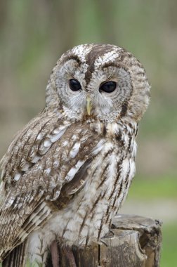 Tawny baykuşu, İtalya 'da yırtıcı kuşun gece kuşu