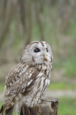 Tawny baykuşu, İtalya 'da yırtıcı kuşun gece kuşu