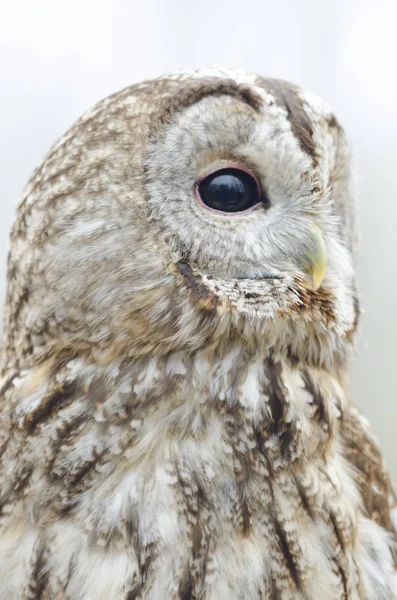 Waldkauz Nachtaktiver Greifvogel Italien — Stockfoto