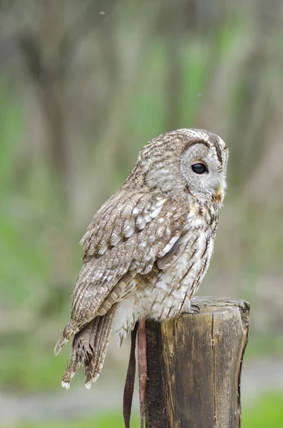 Waldkauz Nachtaktiver Greifvogel Italien — Stockfoto