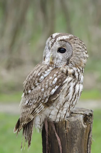 stock image tawny owl, nocturnal bird of prey in Italy