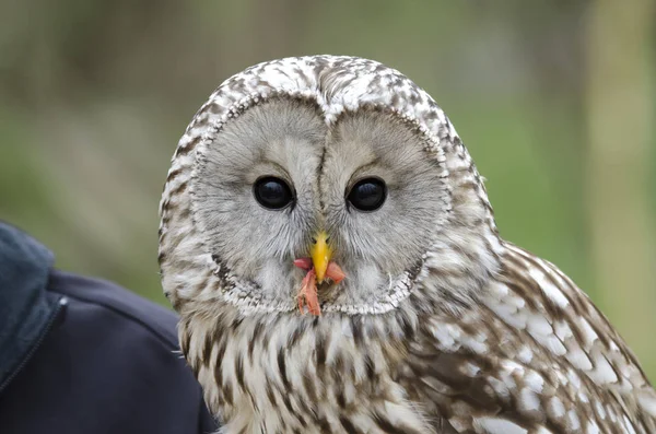 Waldkauz Nachtaktiver Greifvogel Italien — Stockfoto