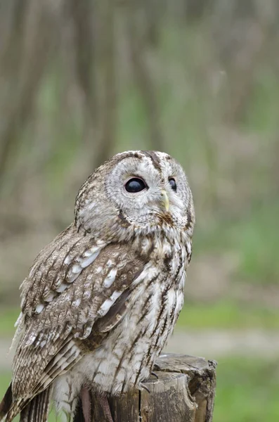 Tawny baykuşu, İtalya 'da yırtıcı kuşun gece kuşu