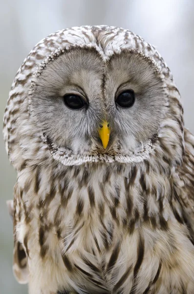 Waldkauz Nachtaktiver Greifvogel Italien — Stockfoto