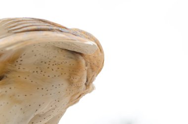 Ahır baykuşu, İtalya 'da yırtıcı kuşun gece kuşu