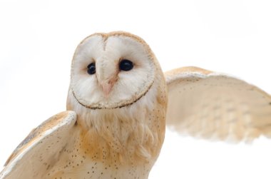 Ahır baykuşu, İtalya 'da yırtıcı kuşun gece kuşu