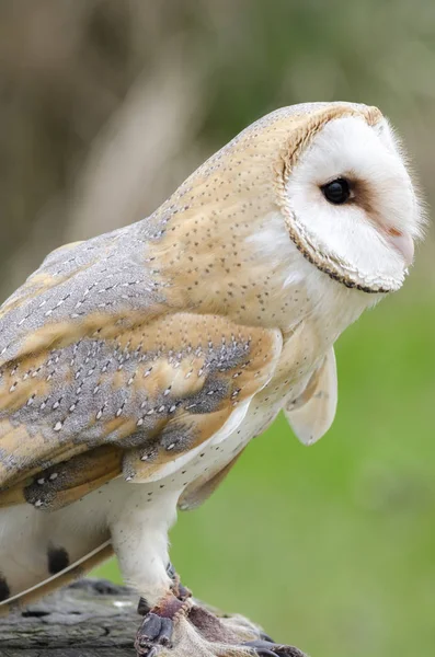 Barn Owl Nocturnal Bird Prey Italy — Stock Photo, Image