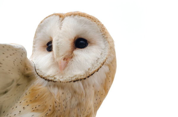 Barn owl, nocturnal bird of prey in Italy