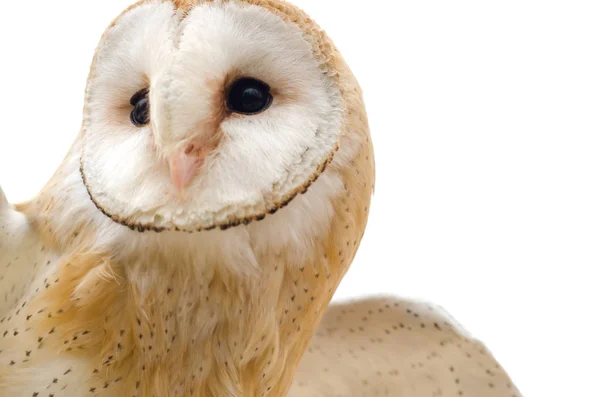 Schleiereule Nachtaktiver Greifvogel Italien — Stockfoto