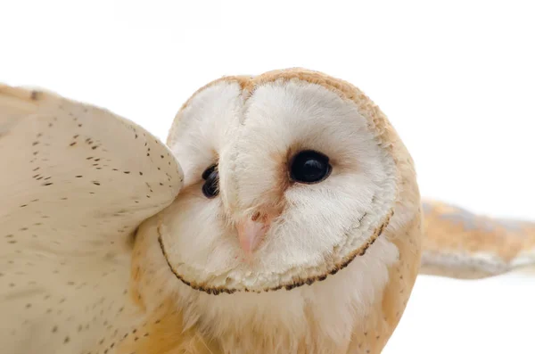 Schleiereule Nachtaktiver Greifvogel Italien — Stockfoto