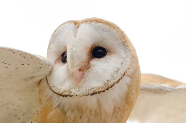 Schleiereule Nachtaktiver Greifvogel Italien — Stockfoto