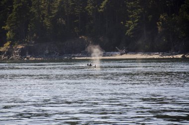 Kanada 'daki Vancouver adasının sahillerinde katil balinalar