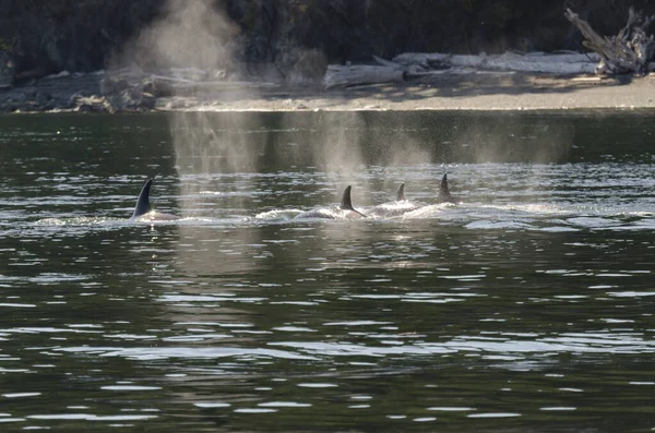 Killer Whales Coasts Vancouver Island Canada — Stock Photo, Image