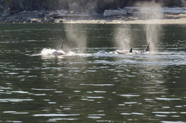 Ballenas Asesinas Las Costas Isla Vancouver Canadá —  Fotos de Stock