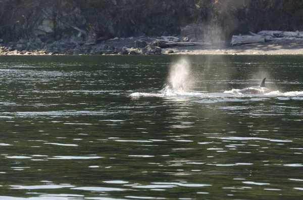 Kosatky Pobřeží Ostrova Vancouver Kanadě — Stock fotografie