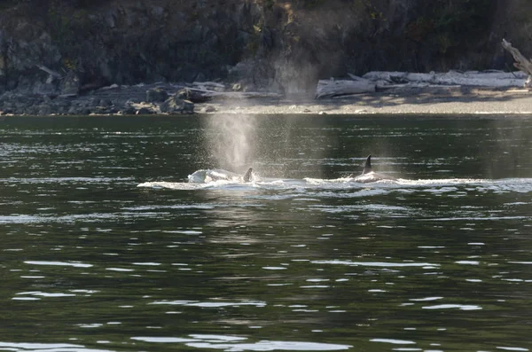 Ballenas Asesinas Las Costas Isla Vancouver Canadá —  Fotos de Stock