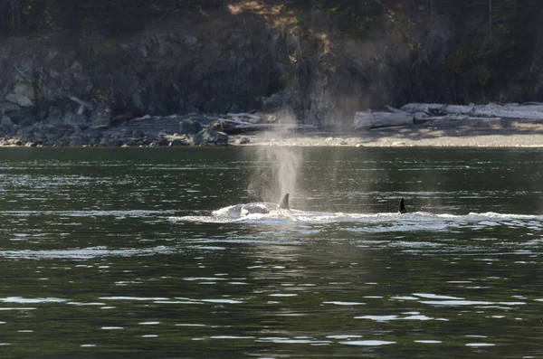 Ballenas Asesinas Las Costas Isla Vancouver Canadá —  Fotos de Stock