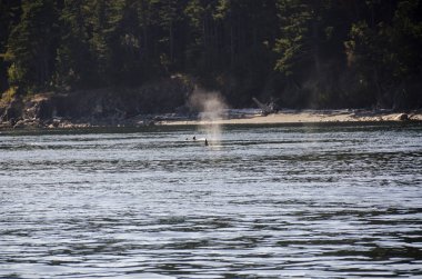 Kanada 'daki Vancouver adasının sahillerinde katil balinalar