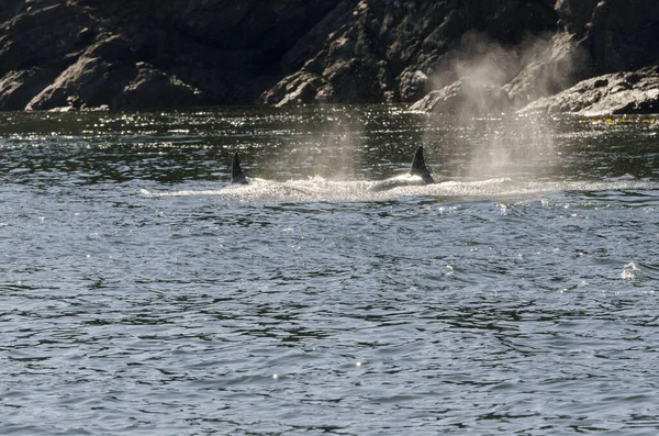 Ballenas Asesinas Las Costas Isla Vancouver Canadá —  Fotos de Stock