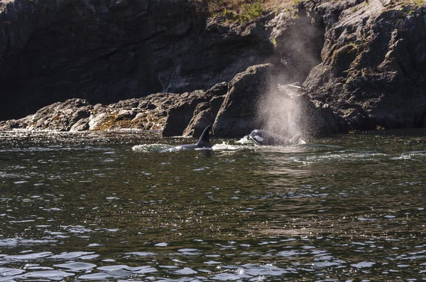 Ballenas Asesinas Las Costas Isla Vancouver Canadá —  Fotos de Stock
